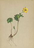 ALPENFLORA ALPINE FLOWERS. Ranunculus pythora Crantz-Tšdtlicher Hahnenfuss 1897 Ranunculus