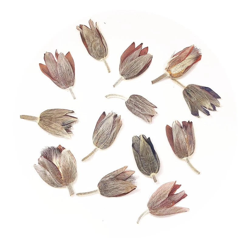 Pressed dried flowers set with stems, muted pink and brown petals