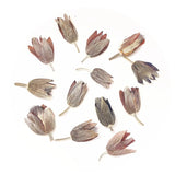 12PCS Real Pressed Dry Flower with stem for art Craft FHT13 Dried Flower