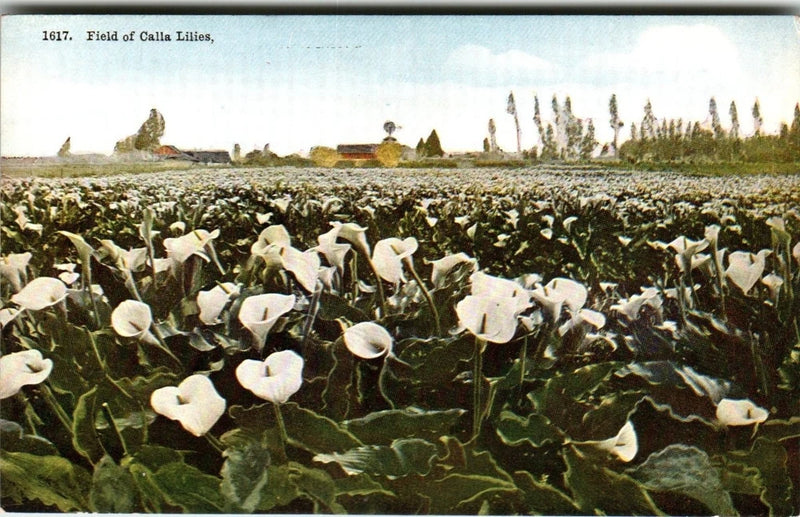 Calla lily field postcard with white calla flowers in the foreground and trees in distance