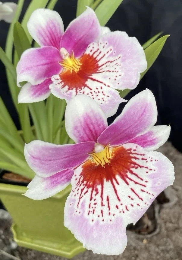 Mps. Martin Orenstein'Shirley P' Bloom  size Orchids