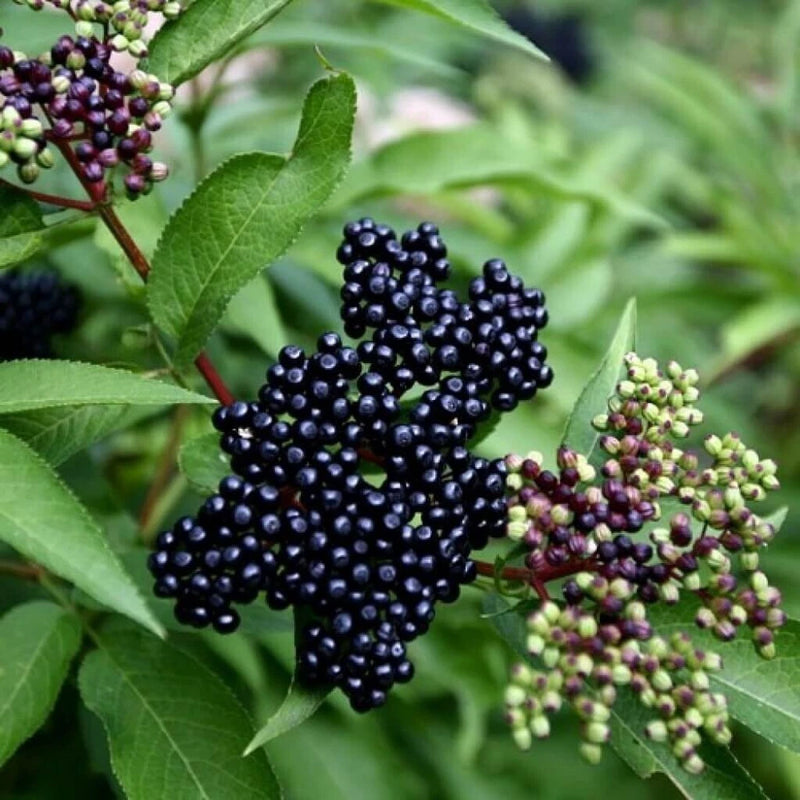 American Elderberry Live  Plant |Sambucus canadensis | Well Rooted Flowering Plants