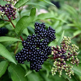 American Elderberry Live  Plant |Sambucus canadensis | Well Rooted Flowering Plants