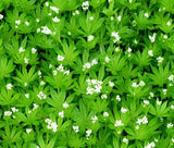 WOODRUFF SWEET Galium Odoratum - 10 Seeds Garden Plants