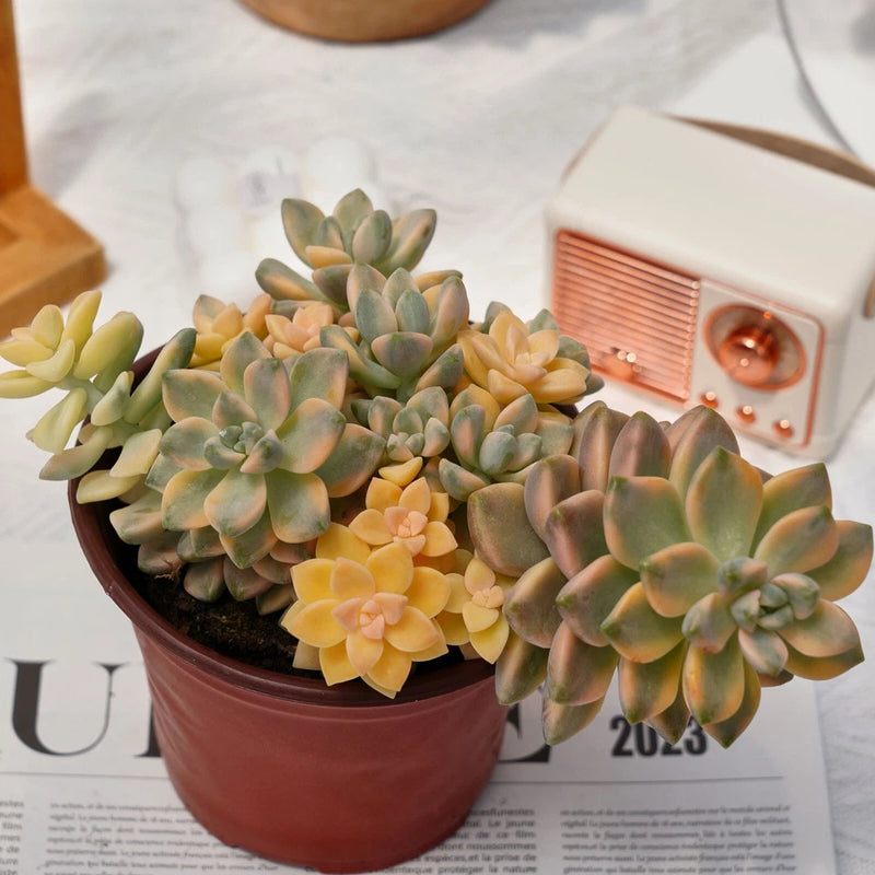 5'' Graptoveria Paraguayense Variegated, Live Succulent Plants,Rare Plants Flowering Plants