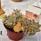 5'' Graptoveria Paraguayense Variegated, Live Succulent Plants,Rare Plants Flowering Plants