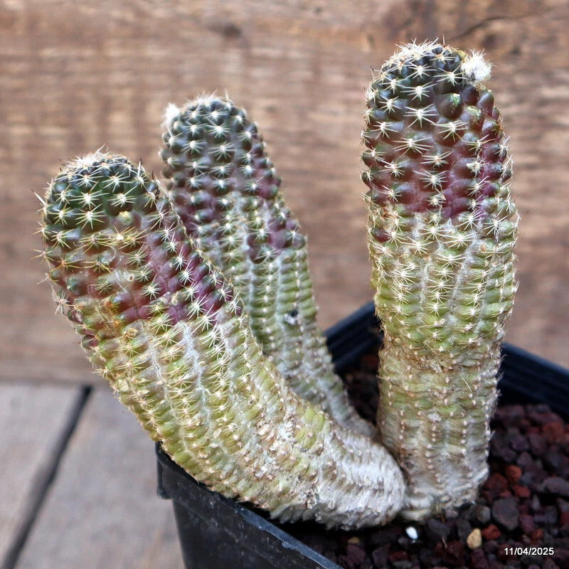 Small Rebutia pygmaea cactus plant in pot with green stems and white spines