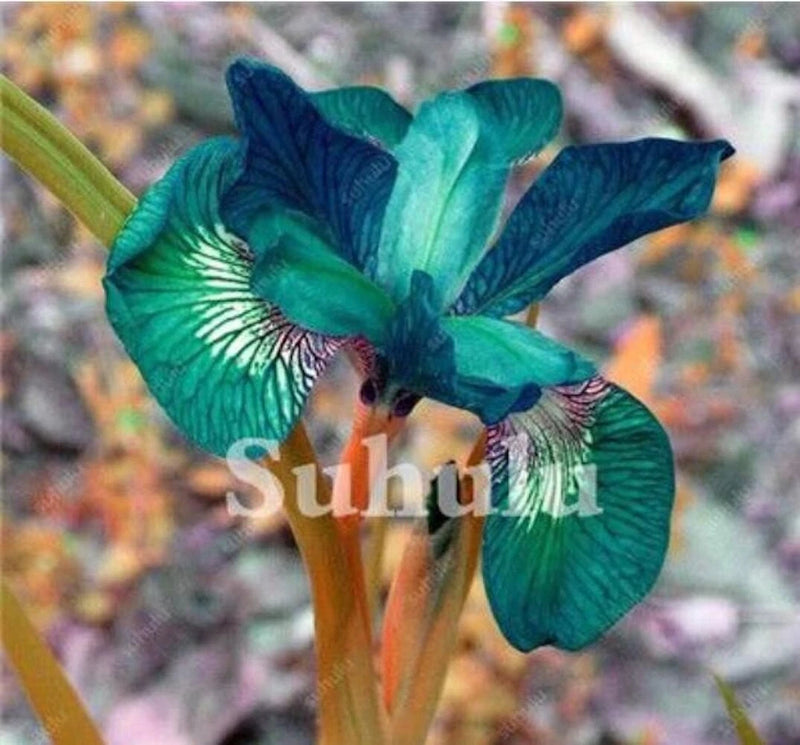 20 SEEDS for Teal Green IRIS rare flower exotic bloom garden plant USA Seller Garden Plants
