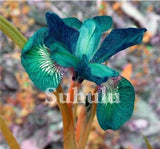 20 SEEDS for Teal Green IRIS rare flower exotic bloom garden plant USA Seller Garden Plants