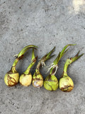 5pcs Aquatic Broadleaf Arrowhead Sagittaria Latifolia Ready To Plant Green Plant