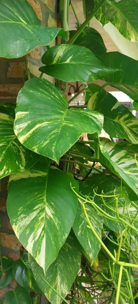 Epipremnum aureum plant with glossy green heart-shaped leaves and trailing vines
