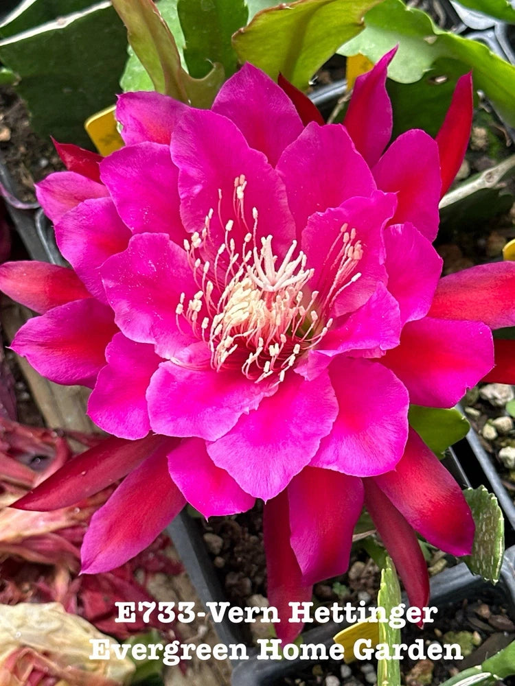 Orchid cactus starter pot with vivid magenta flower and green fleshy stems