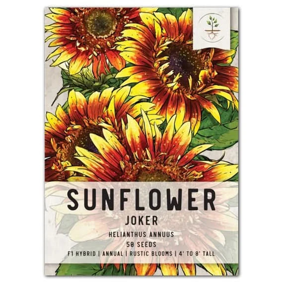 Joker Sunflower Seeds For Planting (Helianthus annuus) Sunflower