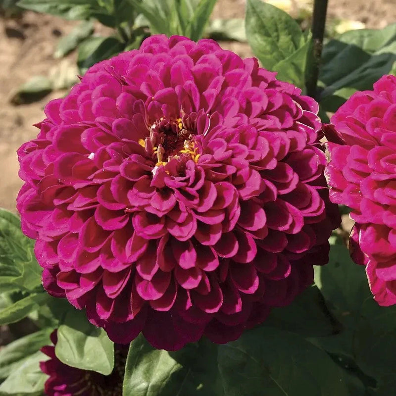 100+ Tudor Zinnia Seeds for Garden Planting - USA - FREE SHIPPING! Garden Plants