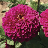 100+ Tudor Zinnia Seeds for Garden Planting - USA - FREE SHIPPING! Garden Plants