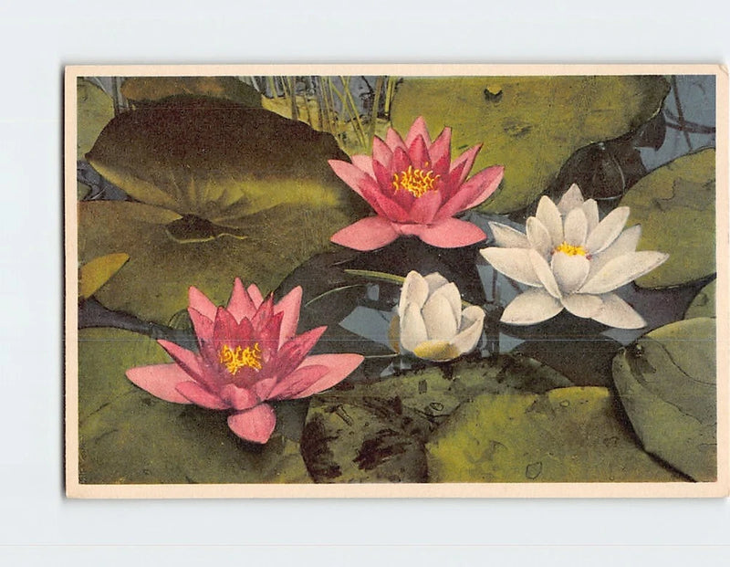 Pond lily postcard with pink and white water lilies on a pond scene