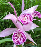 Cattleya orchid flowers with pale pink petals and magenta speckled centers