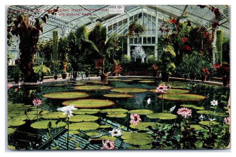 Lotus Water Lilies in Gardens in Frankfurt Germany Postcard Lily