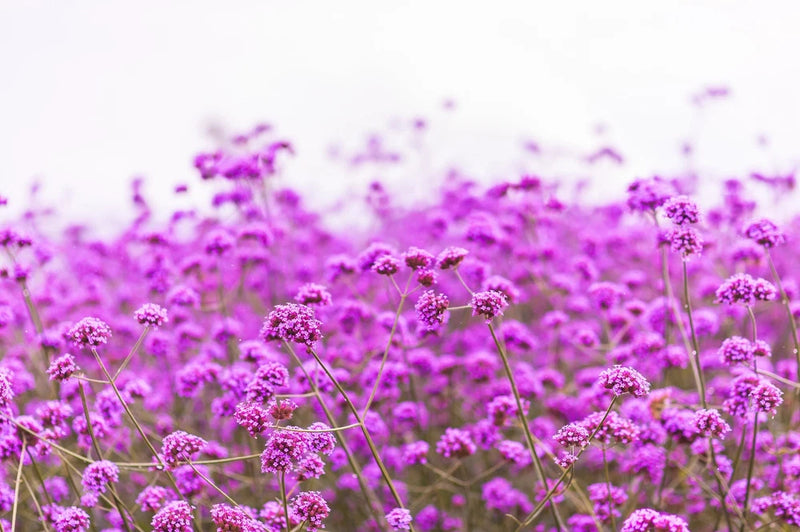 250 COMMON VERVAIN Verbena Officinalis European Herb Pink Purple Flower Seeds Flowering Plants