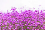 250 COMMON VERVAIN Verbena Officinalis European Herb Pink Purple Flower Seeds Flowering Plants