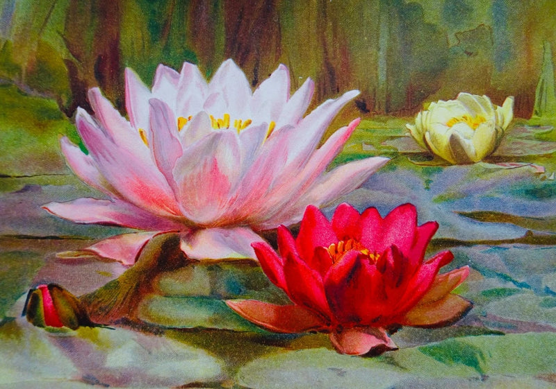 Vintage flower print of hardy water lilies, pale pink and white with red blooms on water