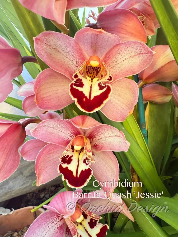Cymbidium orchid cluster with pink blooms and dark red centers, yellow throats, green leaves