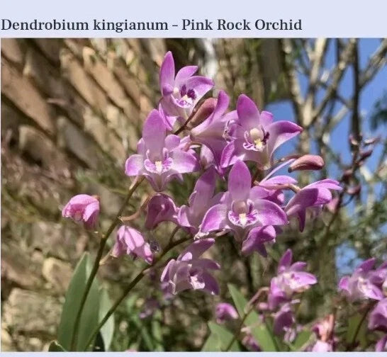 Pink rock orchid live plant with purple-pink blooms and green stems