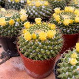 4'' Mammillaria Marksiana, Live Succulent Plants,Rare Plants Flowering Plants