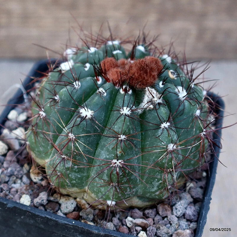 Green potted cactus with star-pattern spines and brown fuzzy top in a square pot