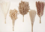 110PCS Natural Dried Pampas Grass Decor, Pampas Grass Bunny Tails Dried Flowers Dried Flower