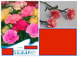 20 SEEDS white/red Chinese Carnation flower exotic garden bed plant USA Seller Carnation