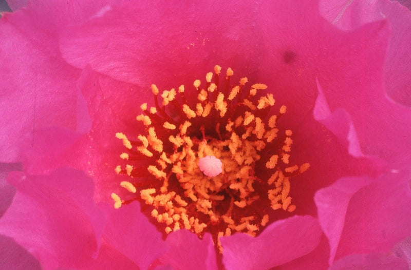 35 MM Color Slides Pro Photo Abstract Art Pink Peony Close up Nature Flower #29 Peony