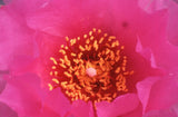 35 MM Color Slides Pro Photo Abstract Art Pink Peony Close up Nature Flower #29 Peony