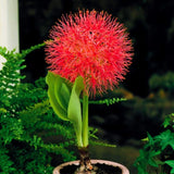 Pretty Imported Football lily Flower Bulbs Pack of 2 Bulbs Lily