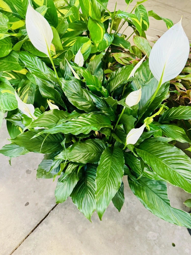 Peace lily plant with glossy green leaves and white flower spathes
