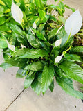 peace lily plant Orchids