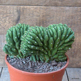 D6929 CEREUS PACHA. CRESTED pot17-H12-W20 cm MaMa Cactus Green Plant