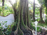 Ceiba Pentandra Tree 15 Seeds, Large Kapok Silk Cotton Java Bonsai Samauma Flowering Plants