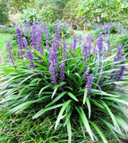 5 LILYTURF Liriope Muscari aka Big Blue Lily Turf / Monkey Grass Flower Seeds Lily