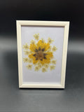 Farmhouse Style Pressed Flowers Between Glass & Frame Dried Flower