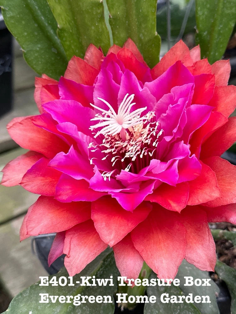 Epiphyllum orchid cactus in starter pot with pink-magenta flower bloom