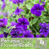 1000+ Alderman Blue Petunia Seeds US SELLER Perennial Flowers Seed Annual Bulk Flowering Plants
