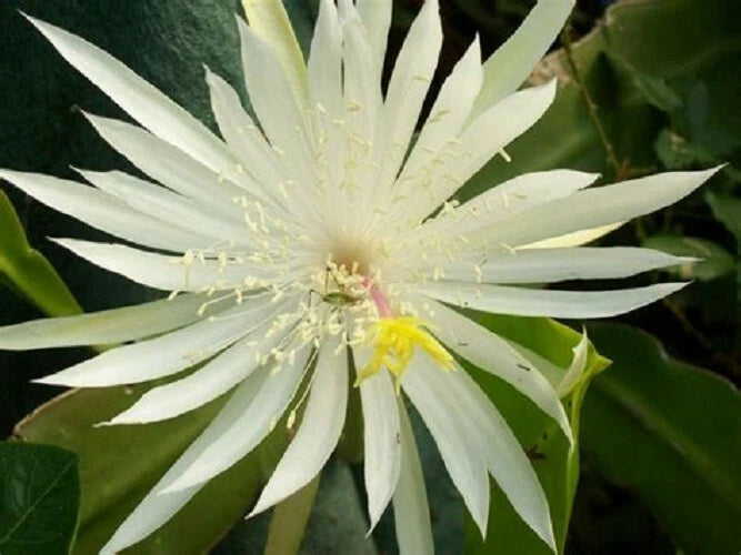 8"-12" Epiphyllum Orchid Fresh Cutting (2 per Order), White-Red-Yellow-Ship Free Orchids