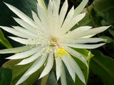 8"-12" Epiphyllum Orchid Fresh Cutting (2 per Order), White-Red-Yellow-Ship Free Orchids