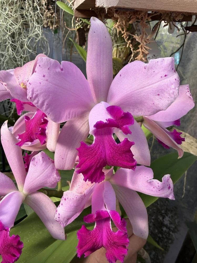 Purple Cattleya orchid flowers with bright magenta centers on green leaves