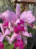 Stunning Hybrid - Cattleya Kay Orchids