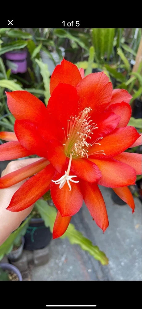 Red epiphyllum orchid cactus bloom on a rooted plant