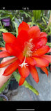 Epiphyllum Orchid Cactus " Flamingo " Rooted Orchids