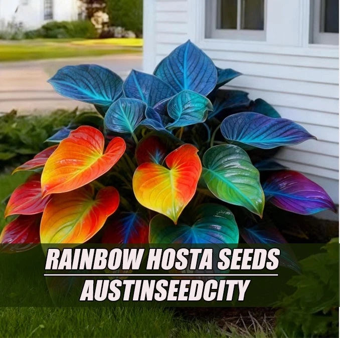 Rainbow Hosta seeds-100 seeds Evergreen shade-tolerant foliage plants Flowering Plants