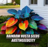 Rainbow Hosta seeds-100 seeds Evergreen shade-tolerant foliage plants Flowering Plants